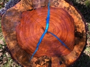 Blue Spalted Pecan Coffee Table